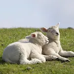 Nordsee Bauernhof Wulff - 