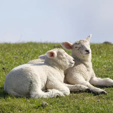 Nordsee Bauernhof Wulff - 