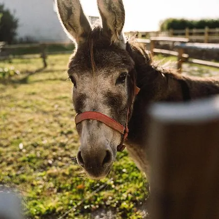 Nordsee Bauernhof Wulff - 