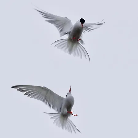 Nordsee Bauernhof Wulff - 